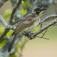 Little Friarbird